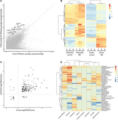 An Integrated Transcriptome Analysis Reveals IGFBP7 Upregulation in Vasculature in Traumatic Brain Injury